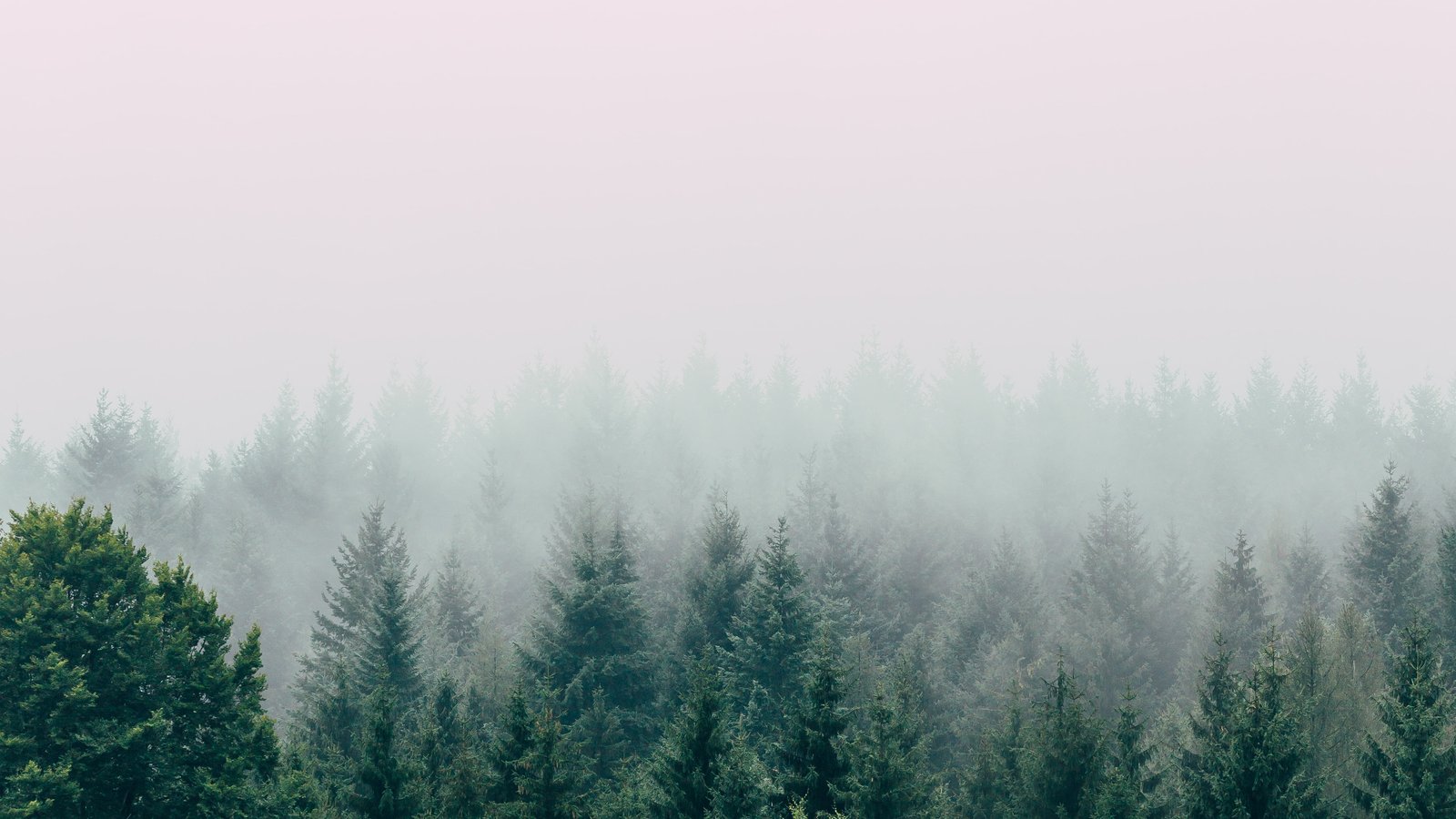 Wald am Berghang im Nebel